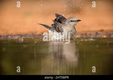 mockingbird du Nord (Mimus polyglottos) baignade dans un étang. Rio Grande Valley, Texas du Sud, États-Unis Banque D'Images