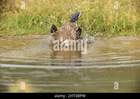 mockingbird du Nord (Mimus polyglottos) se lève après un plongeon dans une piscine. Rio Grande Valley, Texas du Sud, États-Unis Banque D'Images