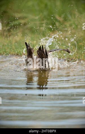 mockingbird du Nord (Mimus polyglottos) plongée dans un étang. Rio Grande Valley, Texas du Sud, États-Unis Banque D'Images