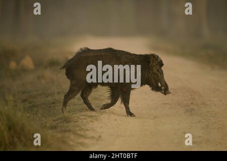 Sanglier indien (Sus scrofa cristatus) traversant une piste. Parc national de Kanha, Madhya Pradesh, Inde Banque D'Images