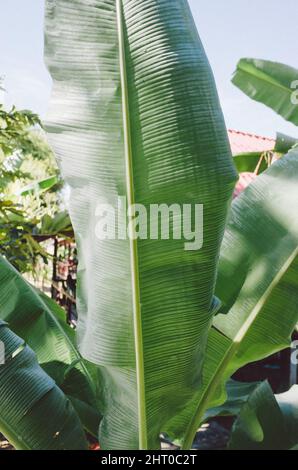 Un gros plan vertical des feuilles de banane vertes. Banque D'Images