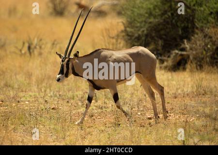 Beisa oryx (Oryx beisa). Les mâles et les femelles ont les mêmes cornes longues et droites, de 75 à 80 cm de long. Réserve nationale de Samburu, Kenya Banque D'Images