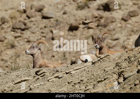 Mouflon d'Amérique (Ovis canadensis), deux béliers sur un flanc de montagne rocheux à Calcite Spring Overlook, Gardner Canyon, parc national de Yellowstone, Wyoming, États-Unis Banque D'Images