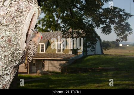 Papillotement à arbre rouge (Colaptes auratus), au trou du nid, nourrissant des poussins. Pennsylvanie centrale, États-Unis Banque D'Images