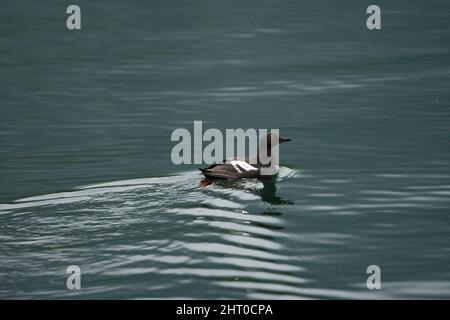 Black guillemot (Cepphus grylle) nageant dans le port géographique, parc national de Katmai, Alaska, Etats-Unis Banque D'Images