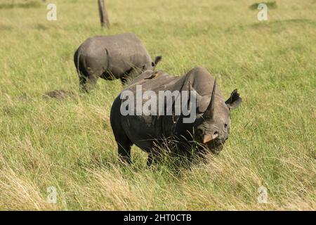 Rhinocéros noirs (Diceros bicornis) broutant dans l'herbe luxuriante de la haute Mara, réserve nationale de Masai Mara, Kenya Banque D'Images