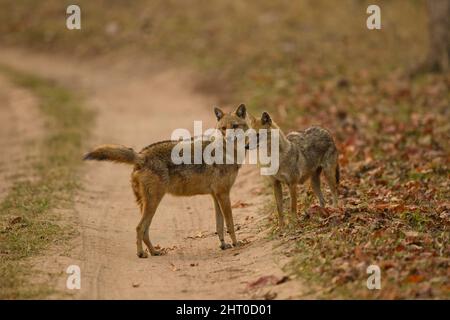 Jackals indiens (Canis aureus indicus), adultes et juvéniles. Vit près des habitations. Déchargeant les abats et les ordures, mangeant aussi des rongeurs, des reptiles et des fru Banque D'Images