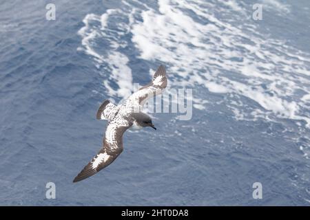 Cape pétrel (Daption capense) en vol au-dessus de l'océan. Géorgie du Sud, Antarctique Banque D'Images