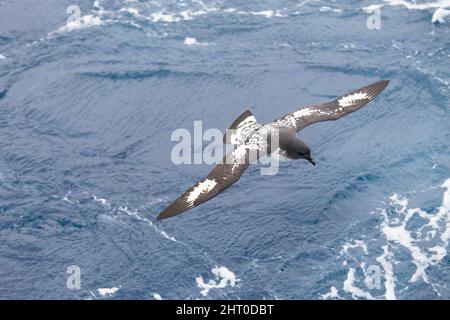 Cape pétrel (Daption capense) en vol au-dessus de l'océan. Géorgie du Sud, Antarctique Banque D'Images