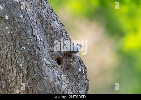 Le nuthatch eurasien, une passerine, repose sur un tronc d'arbre. Banque D'Images