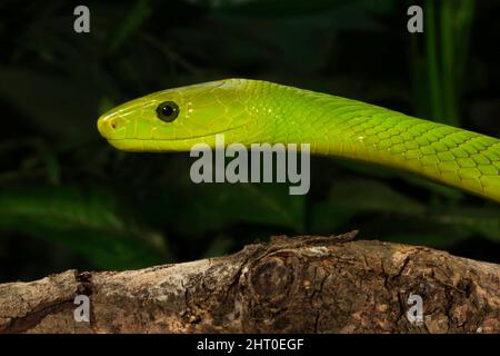 Tête de mamba vert de l'est (Dendroaspis angusticeps). Kenya Banque D'Images