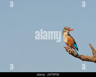kingfisher à tête grise (Halcyon leucocephala) à l'extrémité d'une branche. Réserve nationale de Samburu, Kenya Banque D'Images