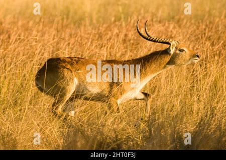 Méche rouge (Kobus leche), homme traversant une grande herbe sèche. Réserve de jeu Moremi, Botswana Banque D'Images