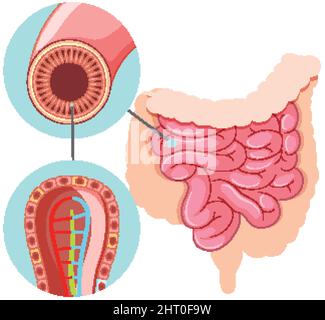 Schéma illustrant la structure de l'intestin grêle Illustration de Vecteur