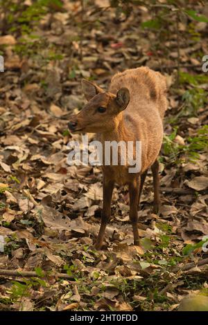 Cerf de porc indien (Hyelaphus porcinus) femelle debout immobile, alerte. Parc national de Kaziranga, Assam, Inde Banque D'Images