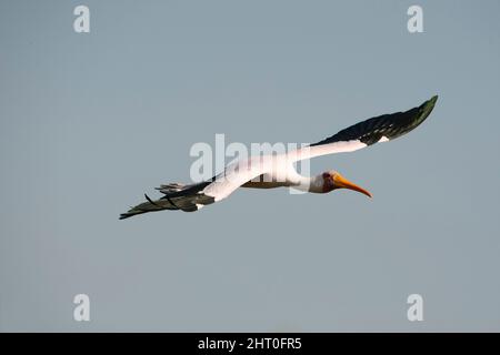 Cigogne à bec jaune (Mycteria ibis), en vol. Réserve de jeu Moremi, Botswana Banque D'Images