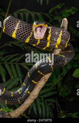 Serpent de chat à anneaux dorés (Boiga dendrophila gemmicincta), affichage de menaces. Le serpent n'est pas dangereux pour les gens. Natif de Java, Indonésie Banque D'Images