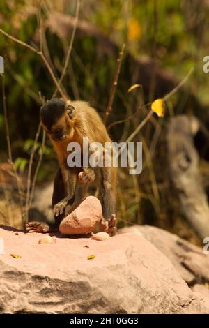 Capuchin brun (Sapajus apella), en utilisant une roche comme outil pour briser les noix de palme ouvertes. Plateau central, Piaui, Brésil Banque D'Images