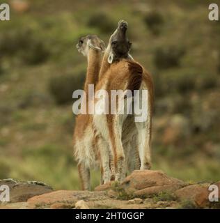 Guanaco (Lama guanicoe), deux animaux, l'un montrant la réponse des jeunes hommes. Parc national Torres del Paine, Chili Banque D'Images