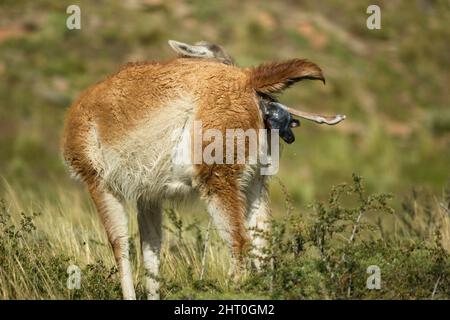 Guanaco (Lama guanicoe) donnant naissance. Parc national Torres del Paine, Chili Banque D'Images