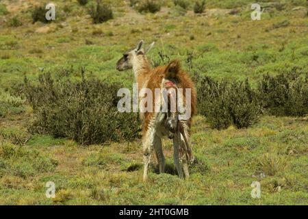 Guanaco (Lama guanicoe), donnant naissance. Parc national Torres del Paine, Chili Banque D'Images