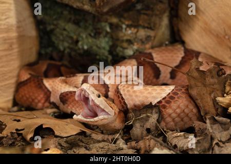 La tête de coperon du sud (Agkistrodon contortrix contortrix) enroulée dans un tas de bois, prête à frapper. Sous-espèce indigène au sud-est des États-Unis Banque D'Images