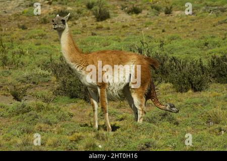 Guanaco (Lama guanicoe), donnant naissance. Parc national Torres del Paine, Chili Banque D'Images