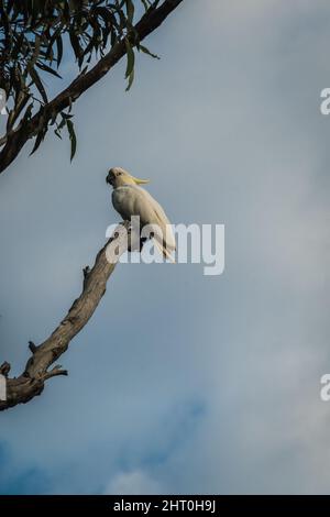 Belle photo verticale d'un perroquet blanc sur une branche d'arbre Banque D'Images