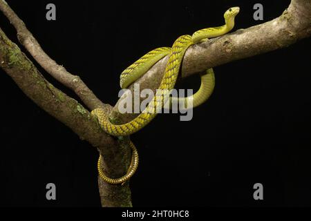 Le mamba vert de l'Ouest (Dendroaspis viridis), enroulé dans un arbre, un serpent mince très dangereux qui peut croître à 2,4 m mais est habituellement entre 1,4 et 2,1 Banque D'Images