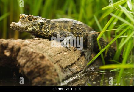 Crocodile nain (Osteolaemus tetrapis) habitant des rivières à mouvement lent dans la forêt tropicale, et des bassins permanents dans les marécages. Origine: Afrique de l'Ouest et C de l'Ouest Banque D'Images