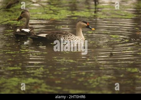 Paire de canards à bec direct (Anas poecilorhyncha) sur l'eau, mâle au premier plan avec un point rouge à la base du bec. Parc national du Ghana Keoladeo, Rajastha Banque D'Images