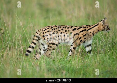 Serval (Leptaturus serval) dans l'herbe luxuriante intention sur une proie. Réserve nationale de Masai Mara, Kenya Banque D'Images