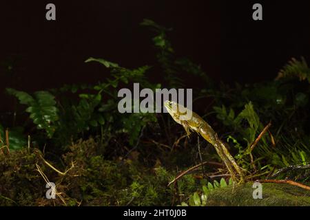 Une grenouille non identifiée sautant. Mifflin County, Pennsylvanie, États-Unis Banque D'Images
