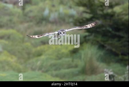 Hibou à courte pattes (ASIO flammeus), un hibou diurne, qui glisse. Parc national Torres del Paine, Chili Banque D'Images