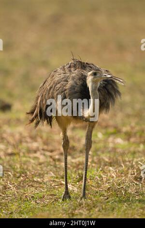 Grande nandou (Rhea americana) marchant dans les prairies. Brésil Banque D'Images