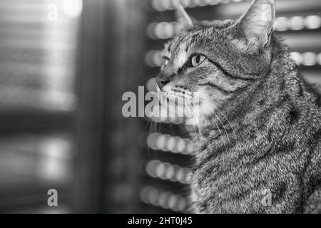 Chat écossais gris droit dormant sur la fenêtre. Portrait d'un beau chat Banque D'Images