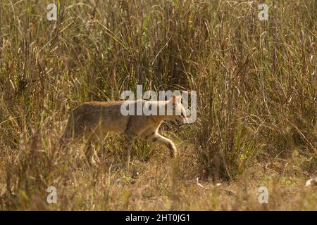 Chat de la jungle (Felis chus) marchant dans une grande herbe. Parc national de Kanha, Madhya Pradesh, Inde Banque D'Images