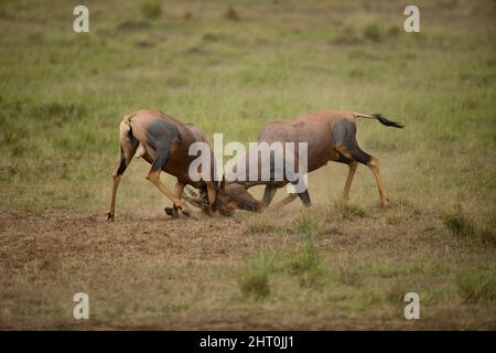 Topi (Damaliscus korrigum) deux mâles se battent. Les blessures peuvent se produire, mais souvent les combats ne sont que des postures, et une question de se pousser l'un l'autre. Masai Mara Na Banque D'Images