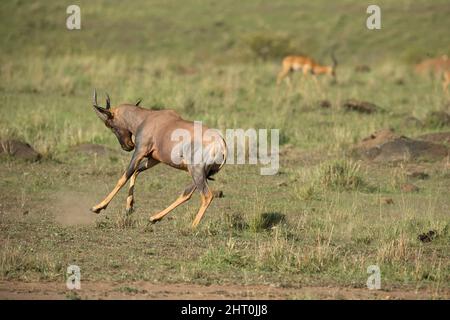 Cavitage de Topi (Damaliscus korrigum). Réserve nationale de Masai Mara, Kenya Banque D'Images