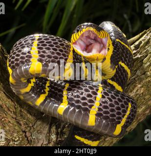 Serpent de chat à anneaux dorés (Boiga dendrophila) en posture agressive. Longueur moyenne: 1,8 à 2,4 M. Origine: Asie du Sud-est Banque D'Images