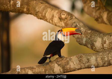 Toco toucan (Ramphastos toco) perchée. Pantanal, Mato Grosso, Brésil Banque D'Images