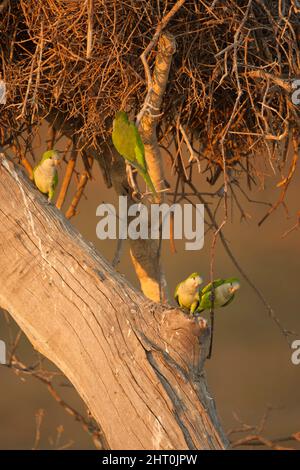 Perruches de Monk (Myiopsitta monachus) quatre oiseaux dans un arbre. Pantanal, Mato Grosso, Brésil Banque D'Images