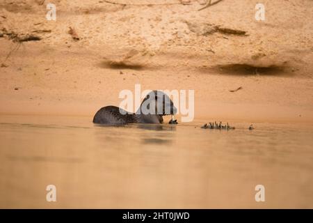 Loutre néotropical (Lontra longicaudis) mangeant du poisson fraîchement pêché dans des échalotes par la rive de la rivière. Pantanal, Mato Grosso, Brésil Banque D'Images