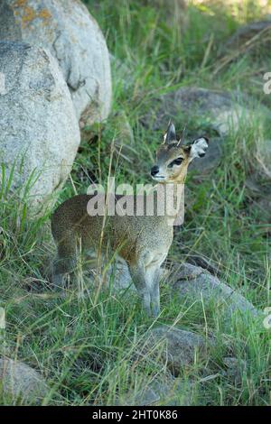 Klipspringer (Oreotragus oreotragus) mâle à Barafu Kopjes, une série de sept affleurements de granit rose. Parc national du Serengeti, Tanzanie Banque D'Images