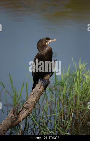 Petit cormorant (Microcarbo niger) sur un bâton dans l'eau. Parc national de Kanha, Madhya Pradesh, Inde Banque D'Images