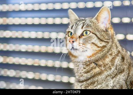 Chat écossais gris droit dormant sur la fenêtre. Portrait d'un beau chat Banque D'Images