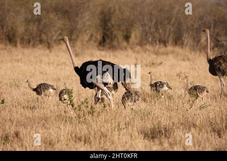 Les parents de Masai ostrich (Struthio camelus massaicus) et leur couvée de six poussins. Les parents partagent les soins des poussins. Réserve nationale de Masai Mara, K Banque D'Images