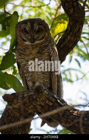 La chouette tachetée (Strix ocellata) rôte dans un arbre. Parc national de Satpura, Madhya Pradesh, Inde Banque D'Images