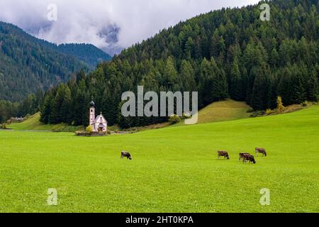 Vue sur la chapelle Saint-Jean à Ranui à Saint-Magdalena dans la vallée de Villnöss, paître le bétail sur un pâturage vert, en automne. Banque D'Images