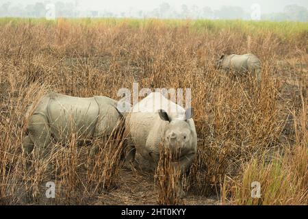 Trio de rhinocéros indiens (Rhinoceros unicornis) dans la végétation. Parc national du Kaziranga, Madhya Pradesh, Inde Banque D'Images